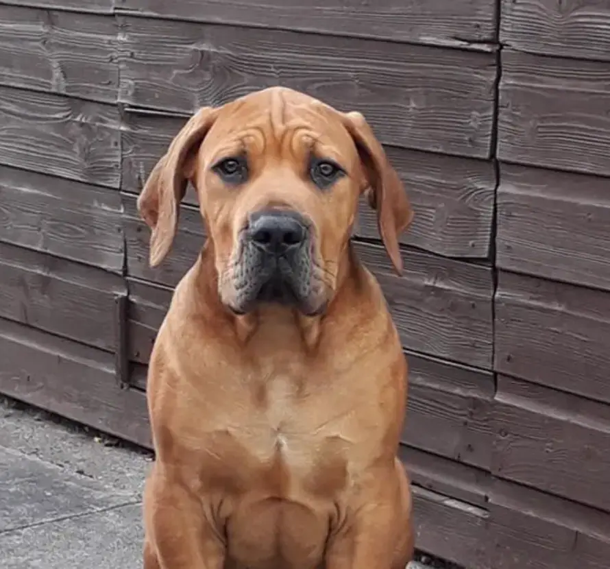 Boerboel from Elite Boerboels owned by Kevin Musiol