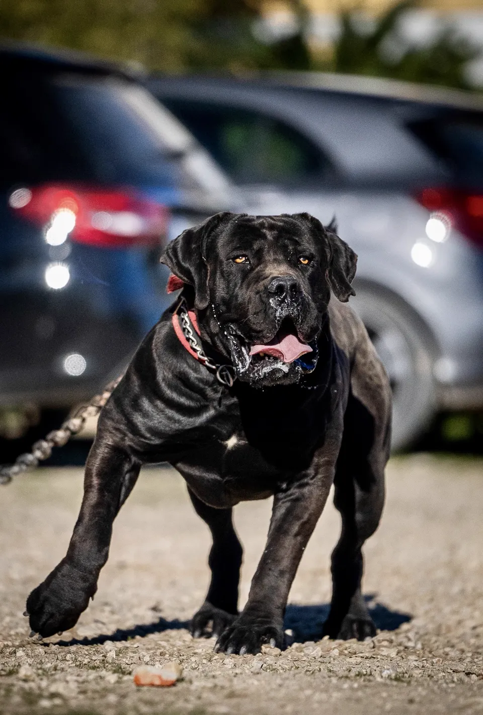 Black and white portrait of a black South African Boerboel