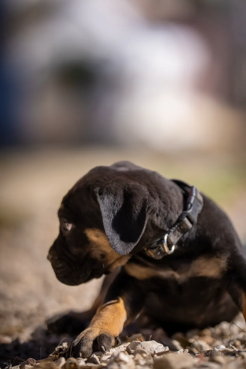 Black and tan male (black collar) Boerboel puppy, Zulu × Samba litter, photo 1