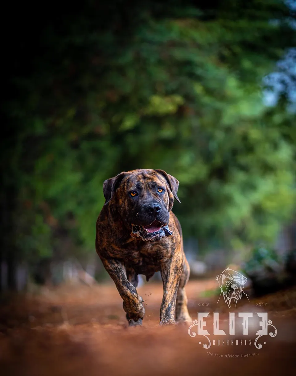 Brindle Boerboel walking towards the camera on a forest path