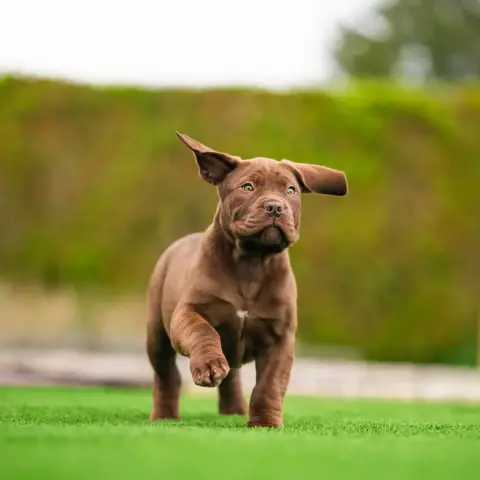 Chocolate Boerboel puppy trotting across the lawn