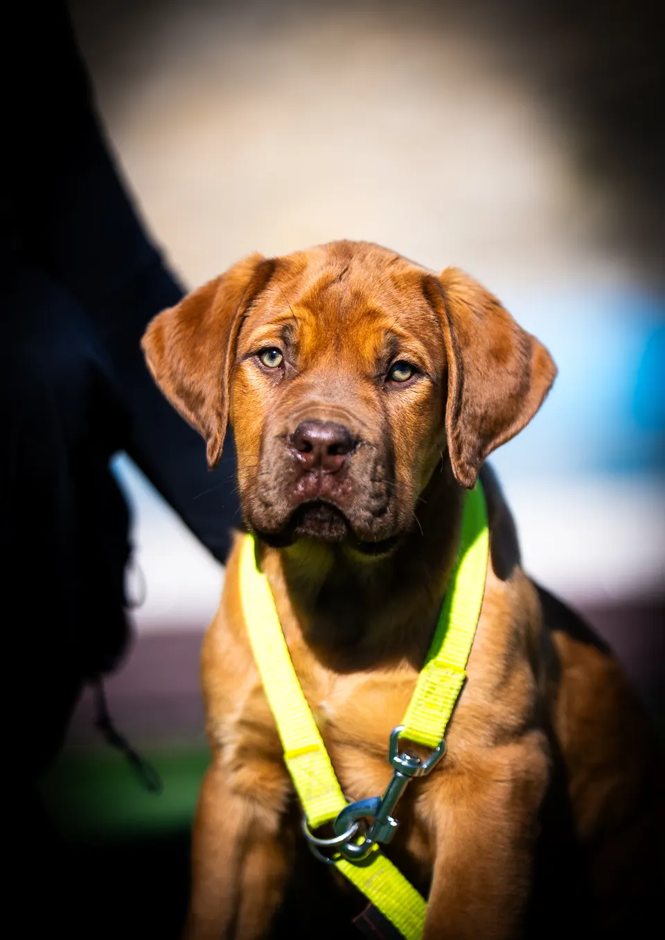 Red Boerboel puppy in a yellow harness looking at the camera