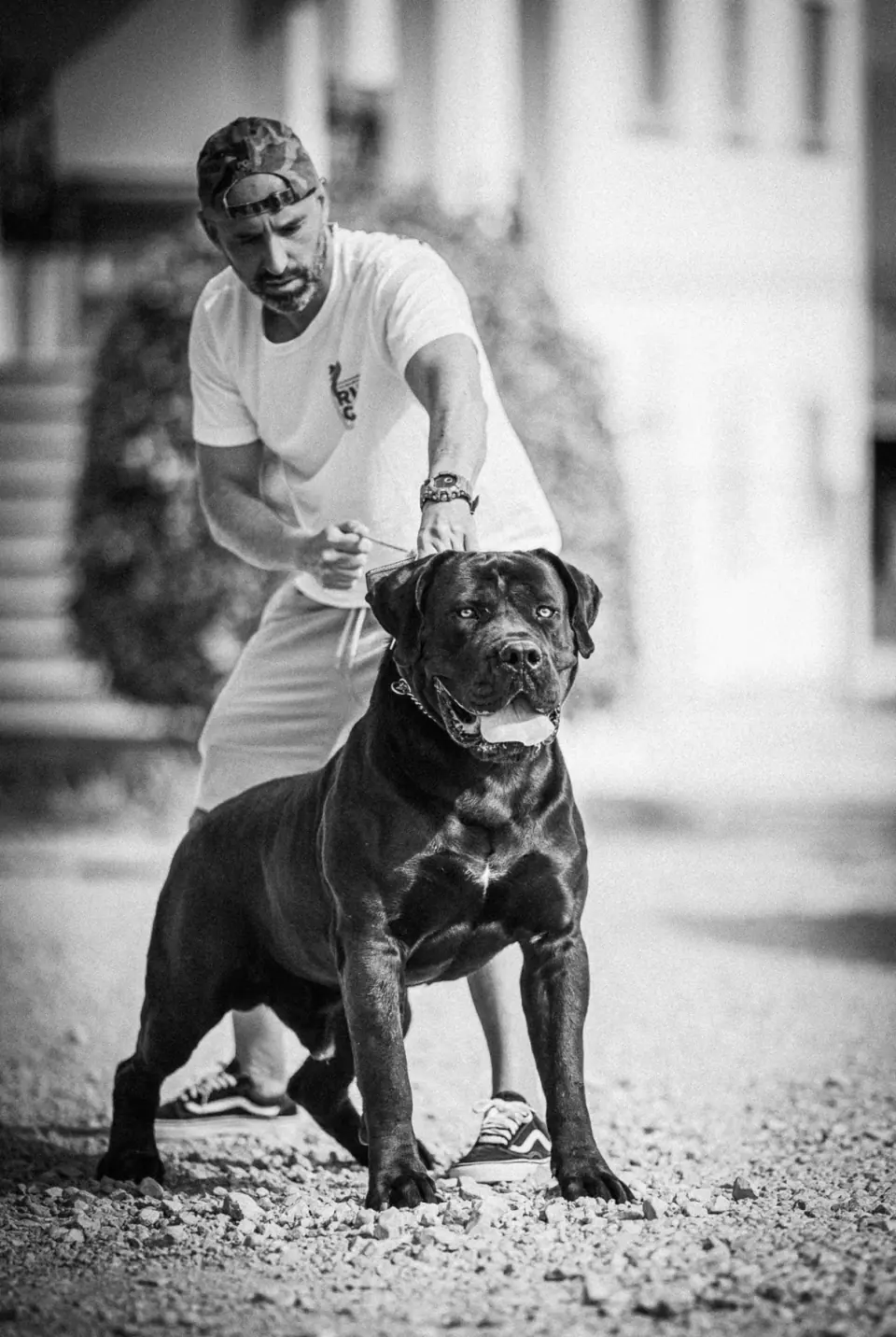 Rui Navarro walking a black Boerboel, black and white photo