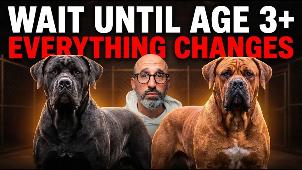 Rui Navarro video lesson: What Really Happens to a Boerboel After Age 3