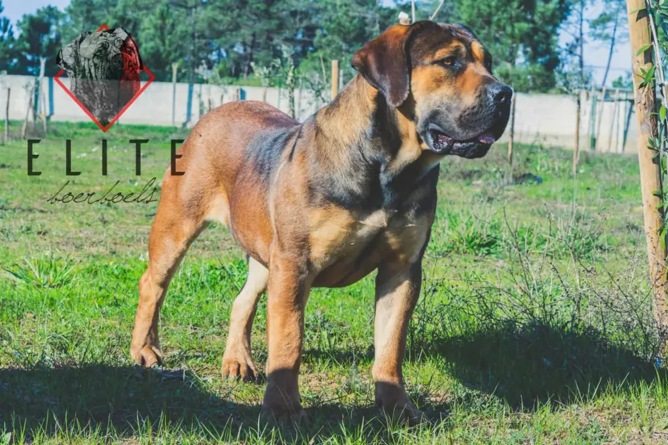 Afrika Elite Boerboels Rubina, a South African Boerboel female at 11 months