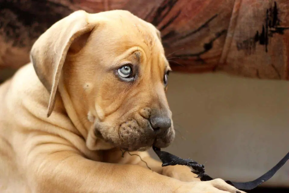 Fawn South African Boerboel puppy lying down, looking to the side