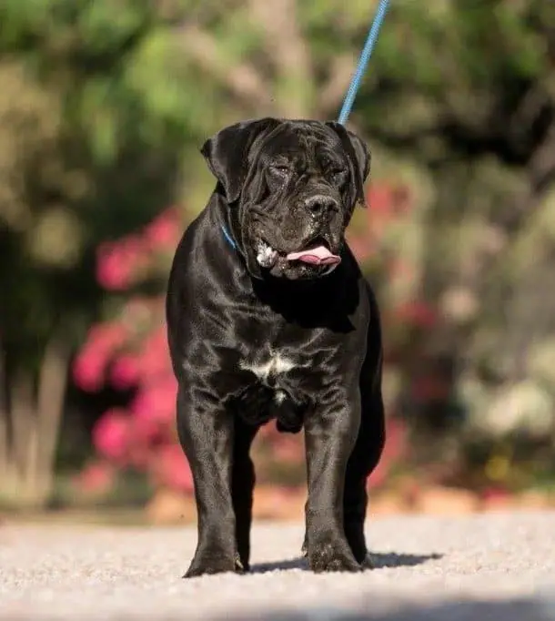 Black South African Boerboel standing