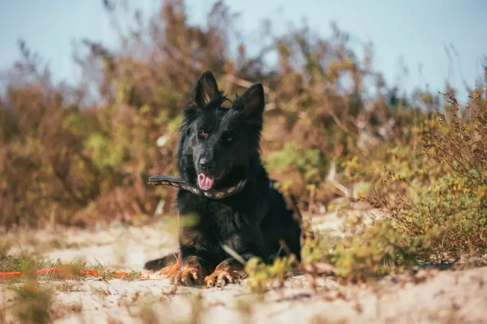 Dark German Shepherd lying outdoors with a stick in its mouth