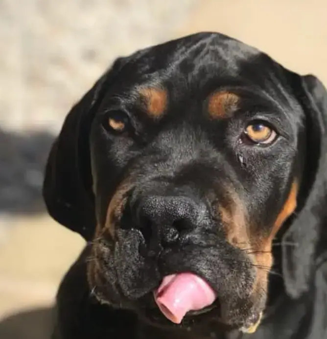 Boerboel from Elite Boerboels owned by Jake Kinsley
