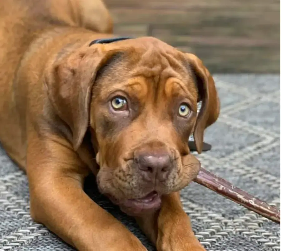 Boerboel from Elite Boerboels owned by Lena Bragina
