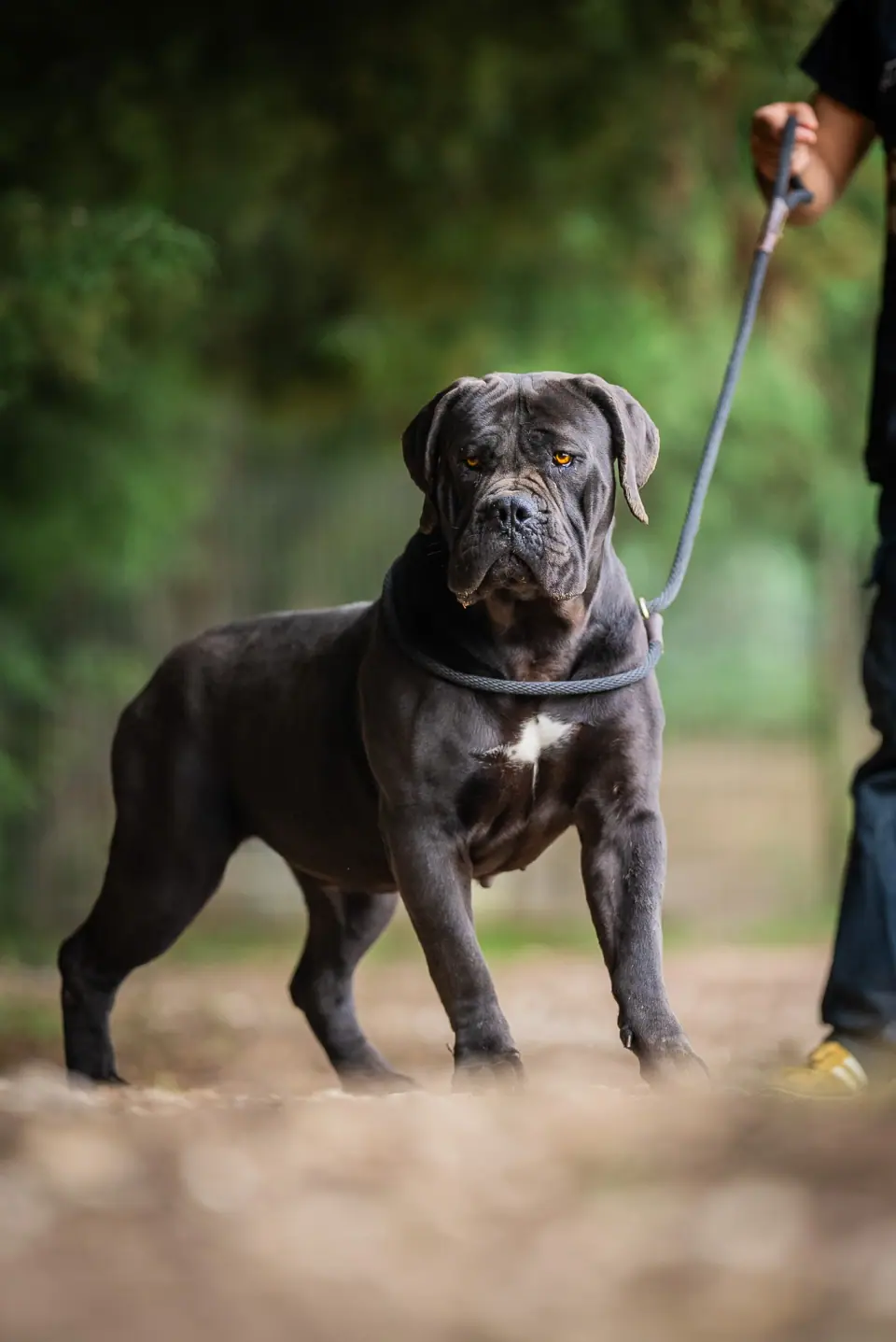 Elite Guard Bellatrix, South African Boerboel