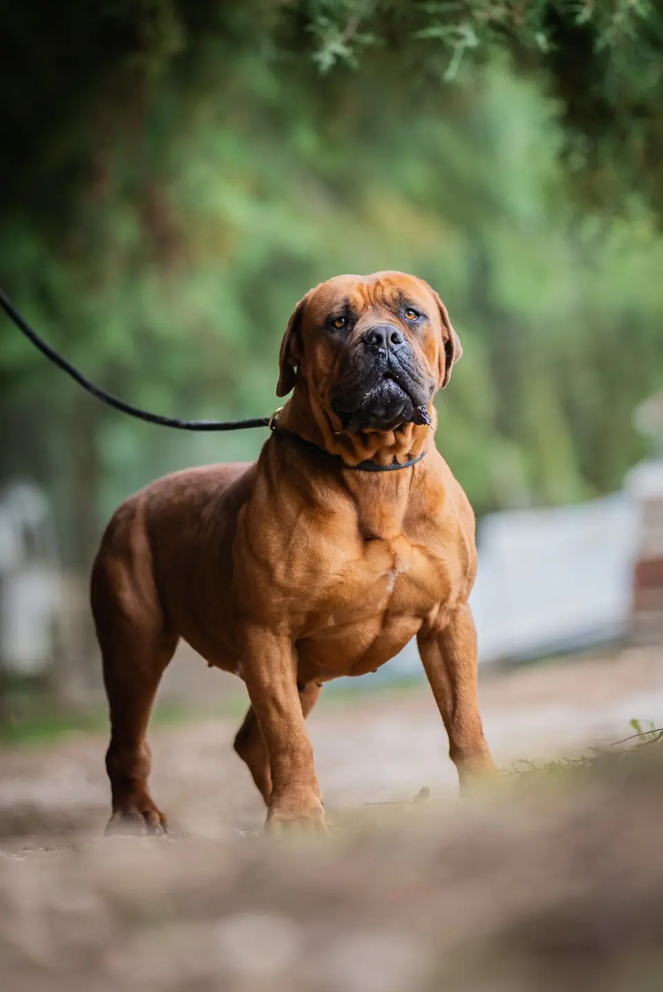 Zara Female Red Boerboel