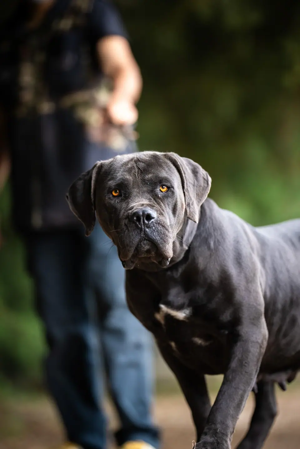 Elite Guard Ayo, South African Boerboel