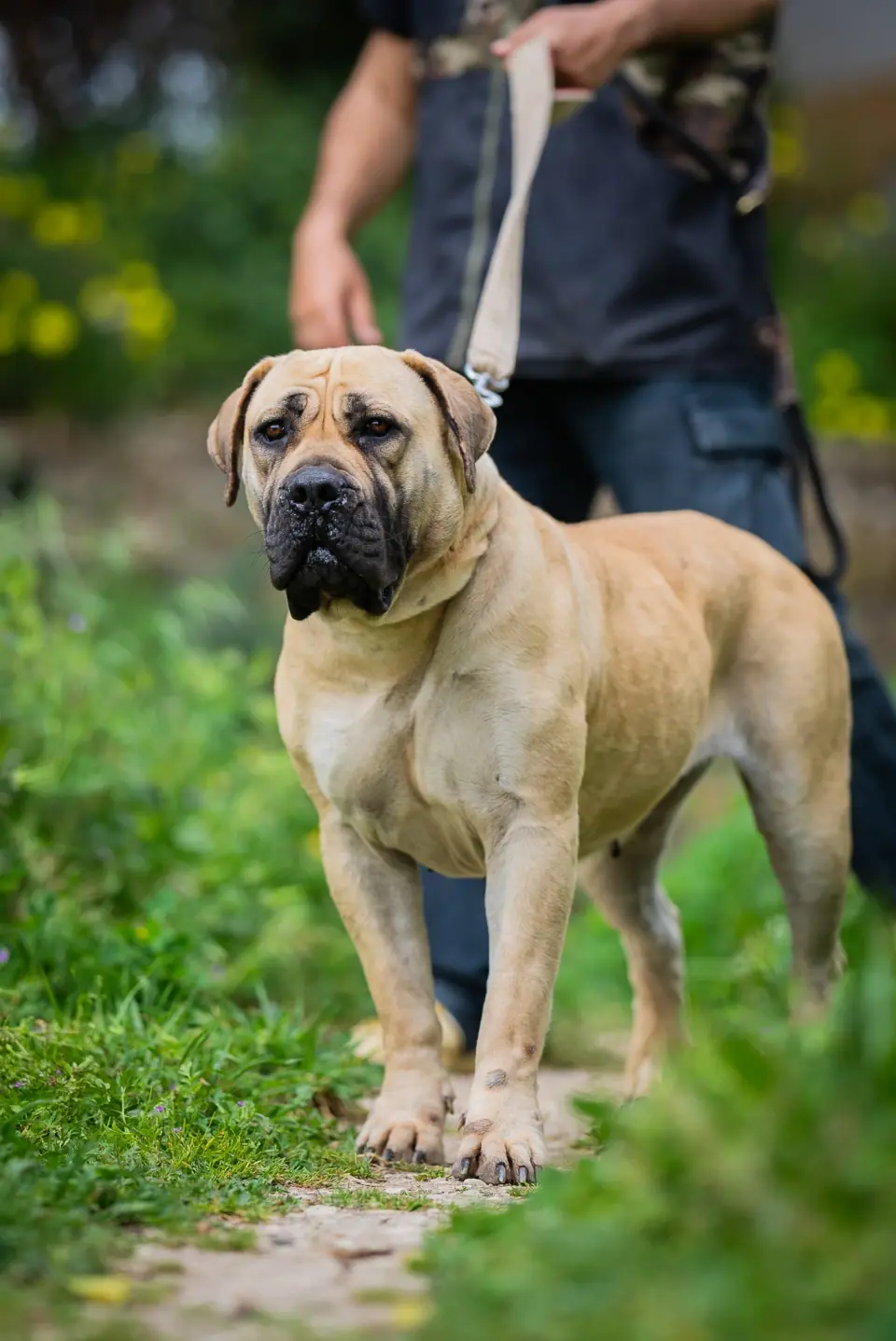 Elite Guard Jane, South African Boerboel