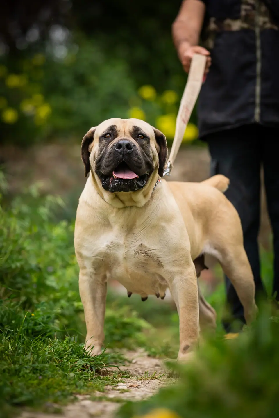 Elite Guard Jesse, South African Boerboel