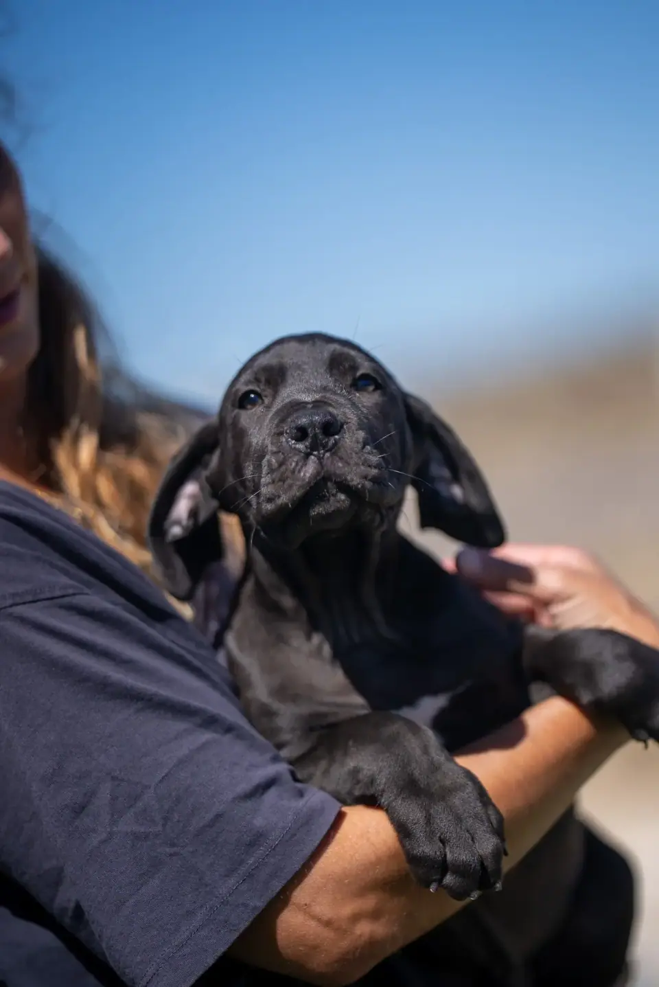 Black male Boerboel puppy in a staff member’s arms outdoors