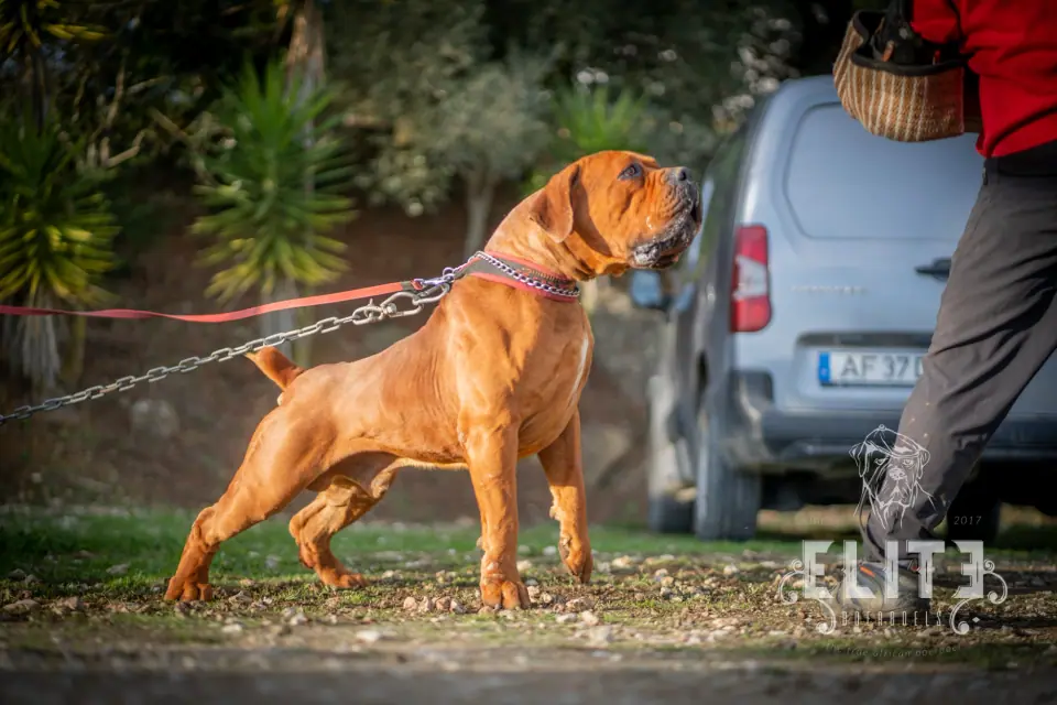 tarzan Boerboel Working