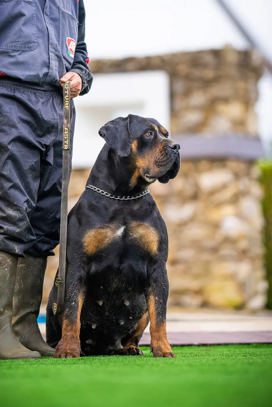 Elite Guard Magali, South African Boerboel