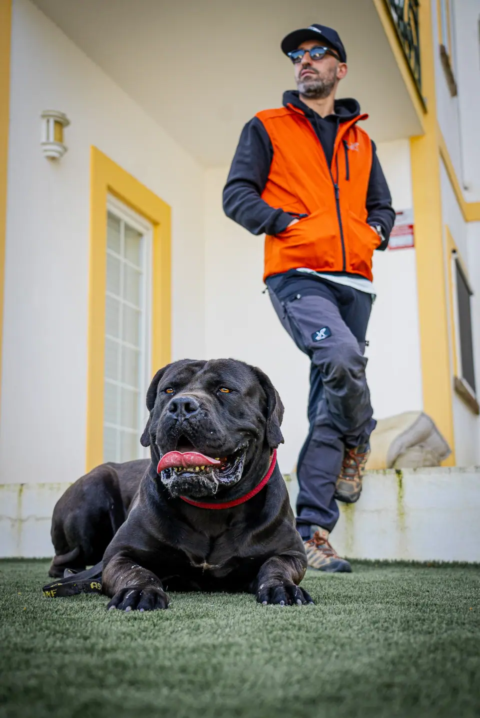 Black Boerboel