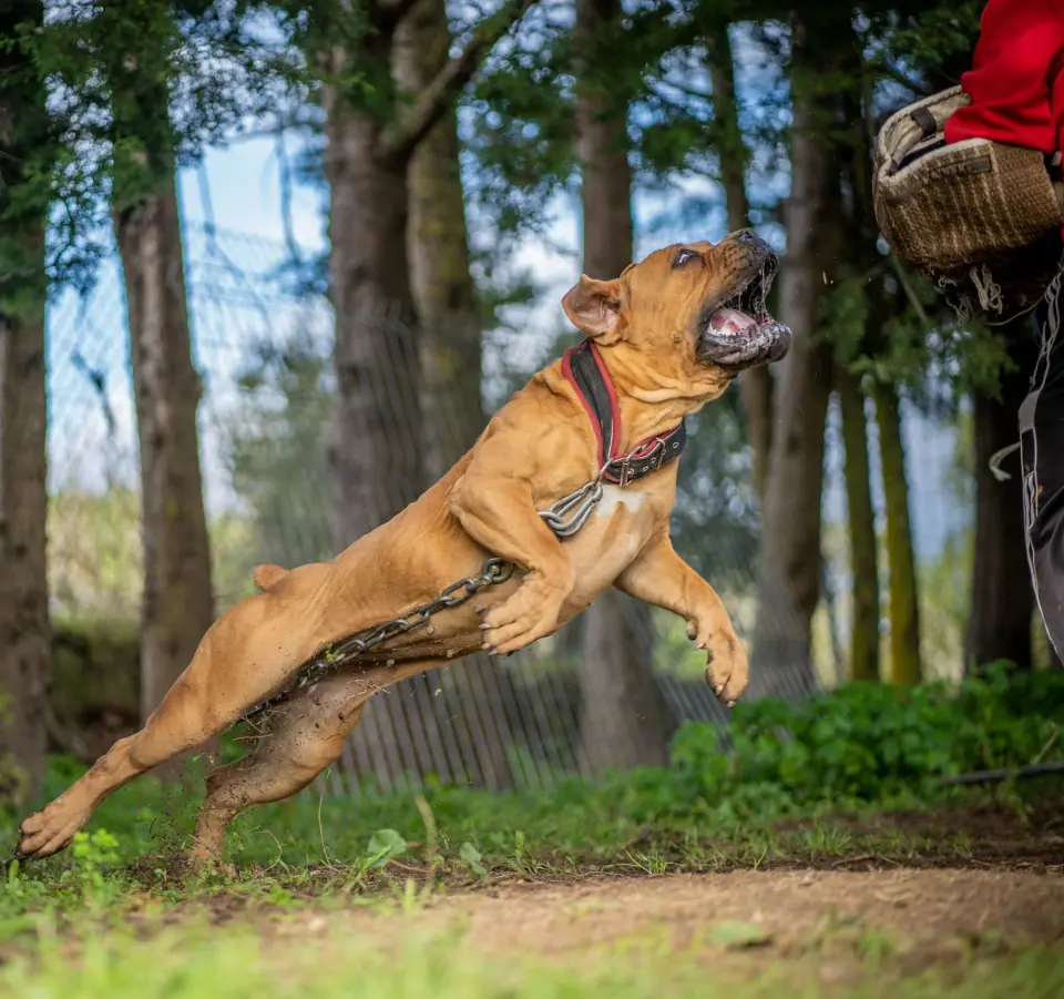 South African Boerboel at Elite Boerboels