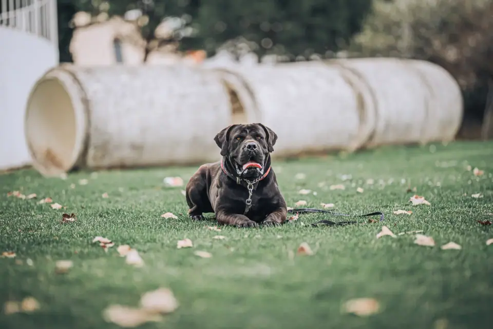 Black Boerboel Stud super