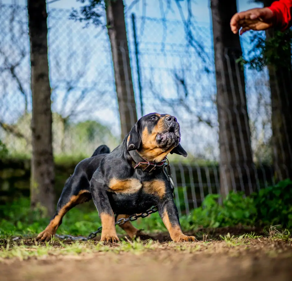 Adult Boerboel in good condition at Elite Boerboels
