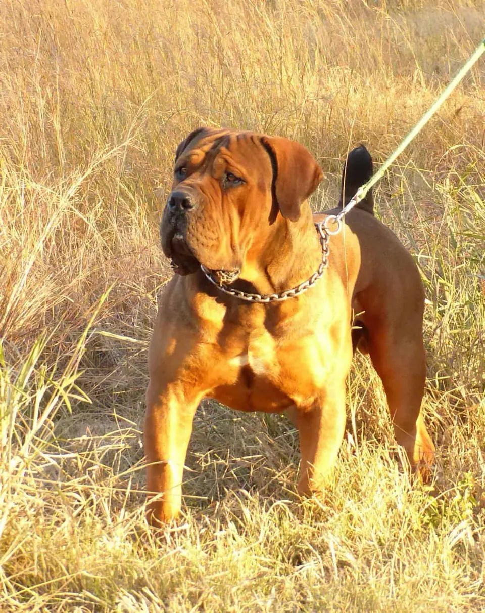 MES Rubenstein, a red South African Boerboel