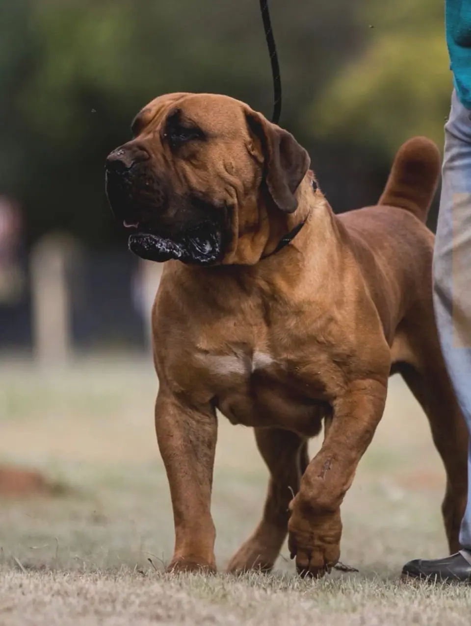 Targus Bomboel, South African Boerboel