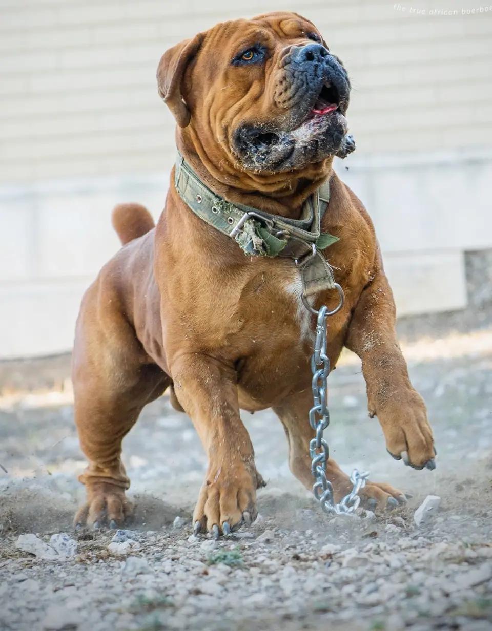 Afrika Tarzan, South African Boerboel