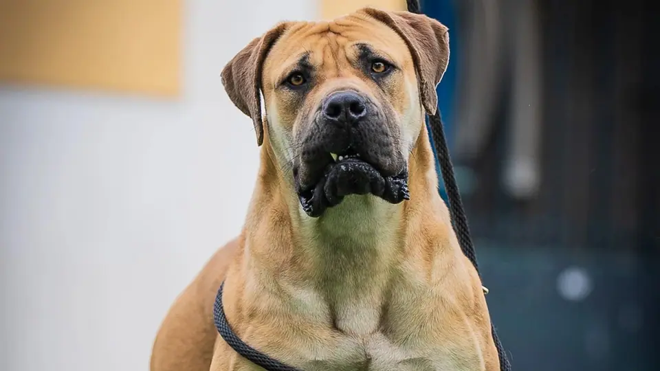 Are Boerboels Aggressive? Understanding Boerboel Temperament