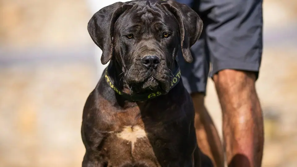 Are Boerboels Good Family Dogs? (Protection, Temperament & Reality)