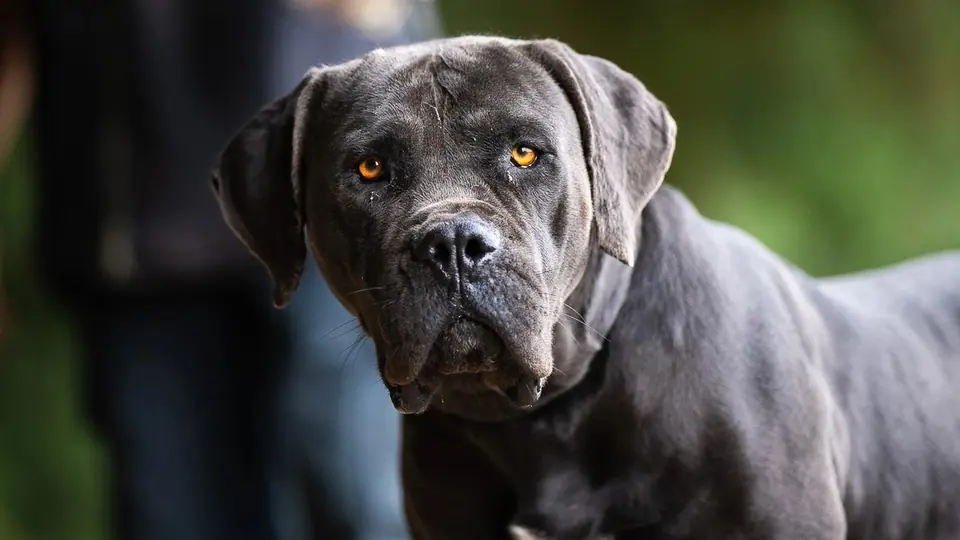 Are Boerboels Good With Cats?