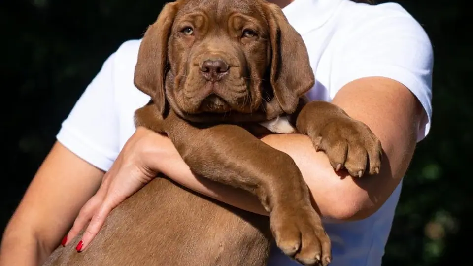 Are Boerboels Good With Children?