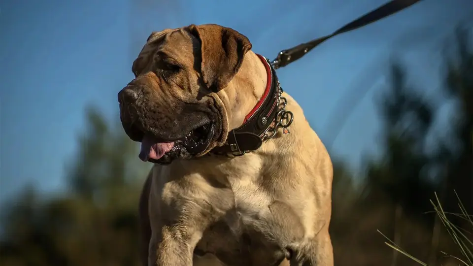 Are Boerboels Good With Other Dogs?