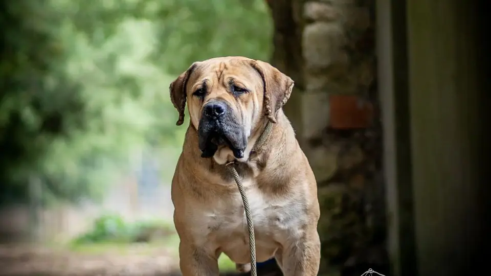 Top Boerboel Breeders in the World: South African Boerboel Kennels