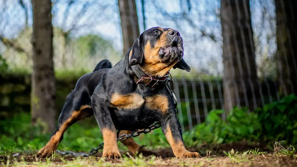 Best Dog Food for Boerboels: A Complete Guide