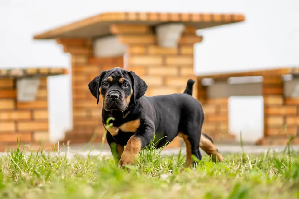 Black and tan Boerboel puppy in front of the kennel