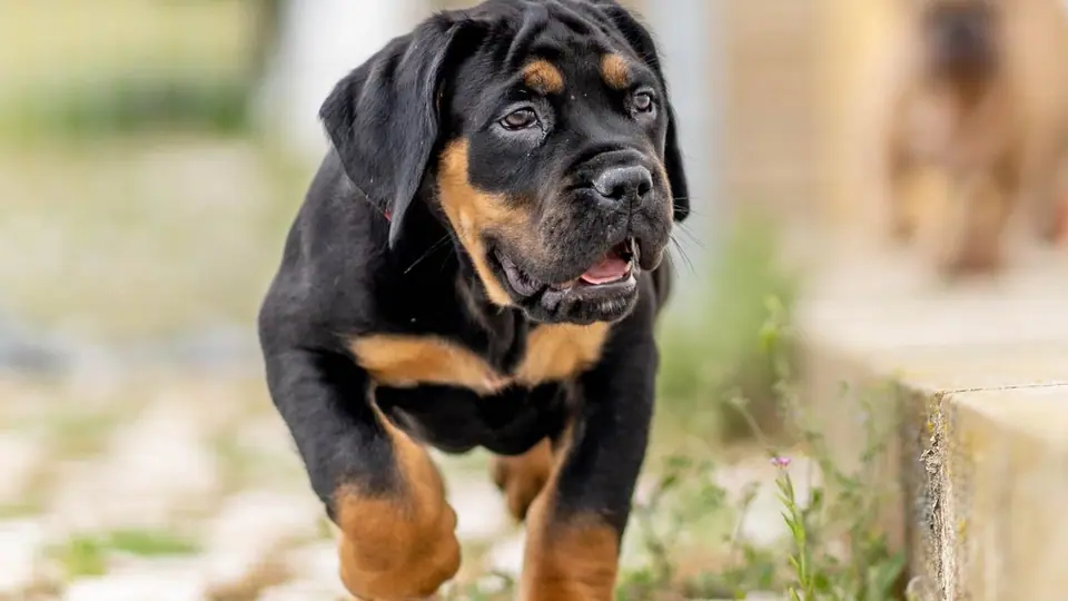 Black and Tan Boerboels: The Mystery