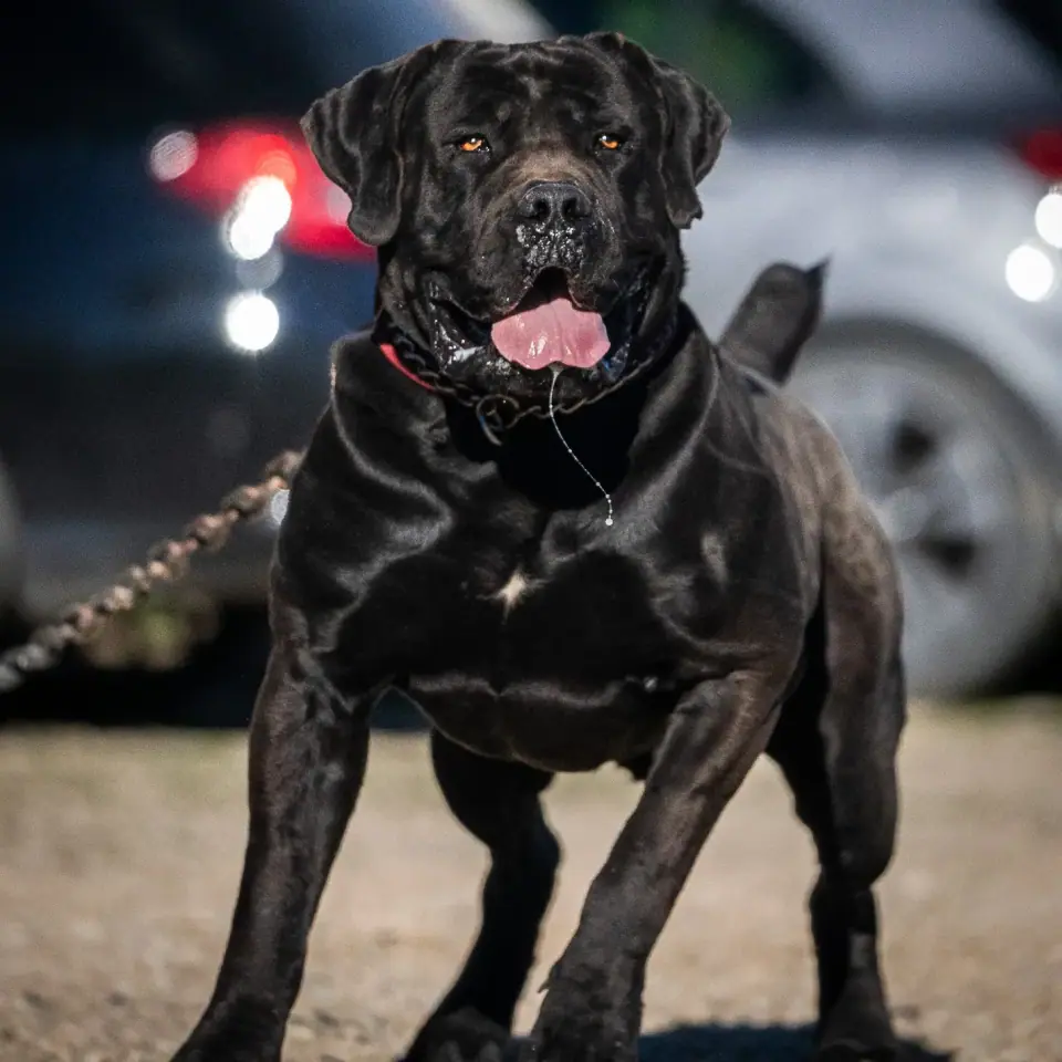 Elite Guard Floki, South African Boerboel