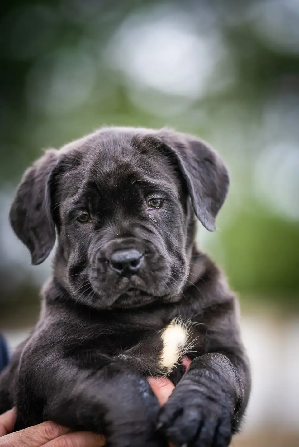 Huge Black Boerboel Puppy