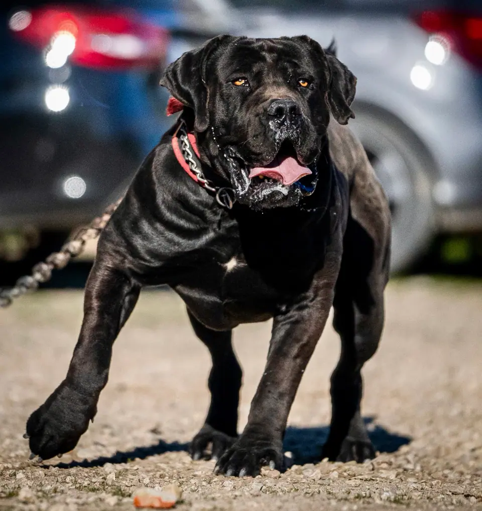 black boerboel
