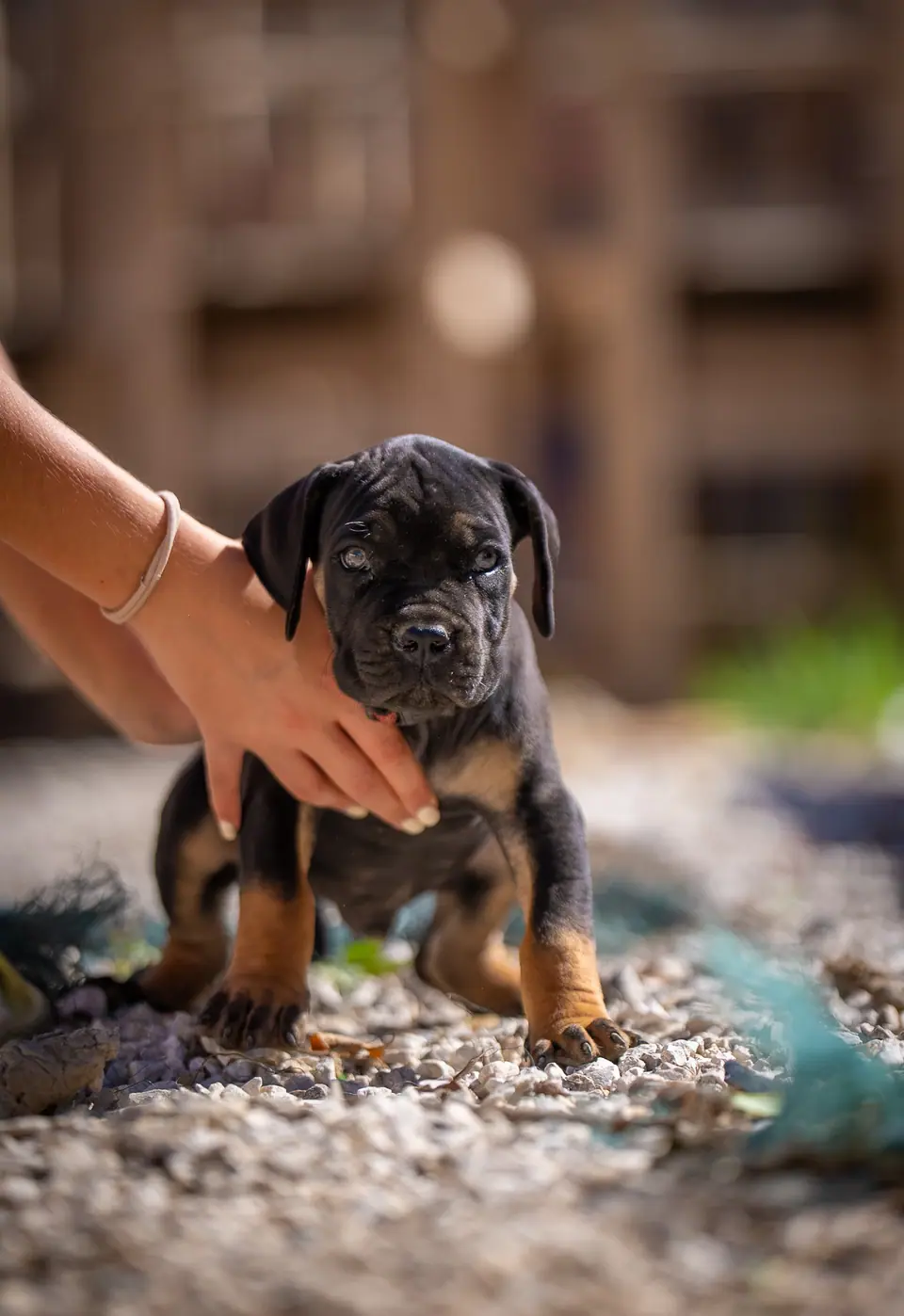 Black and tan male (black collar) Boerboel puppy, Zulu × Samba litter, photo 1