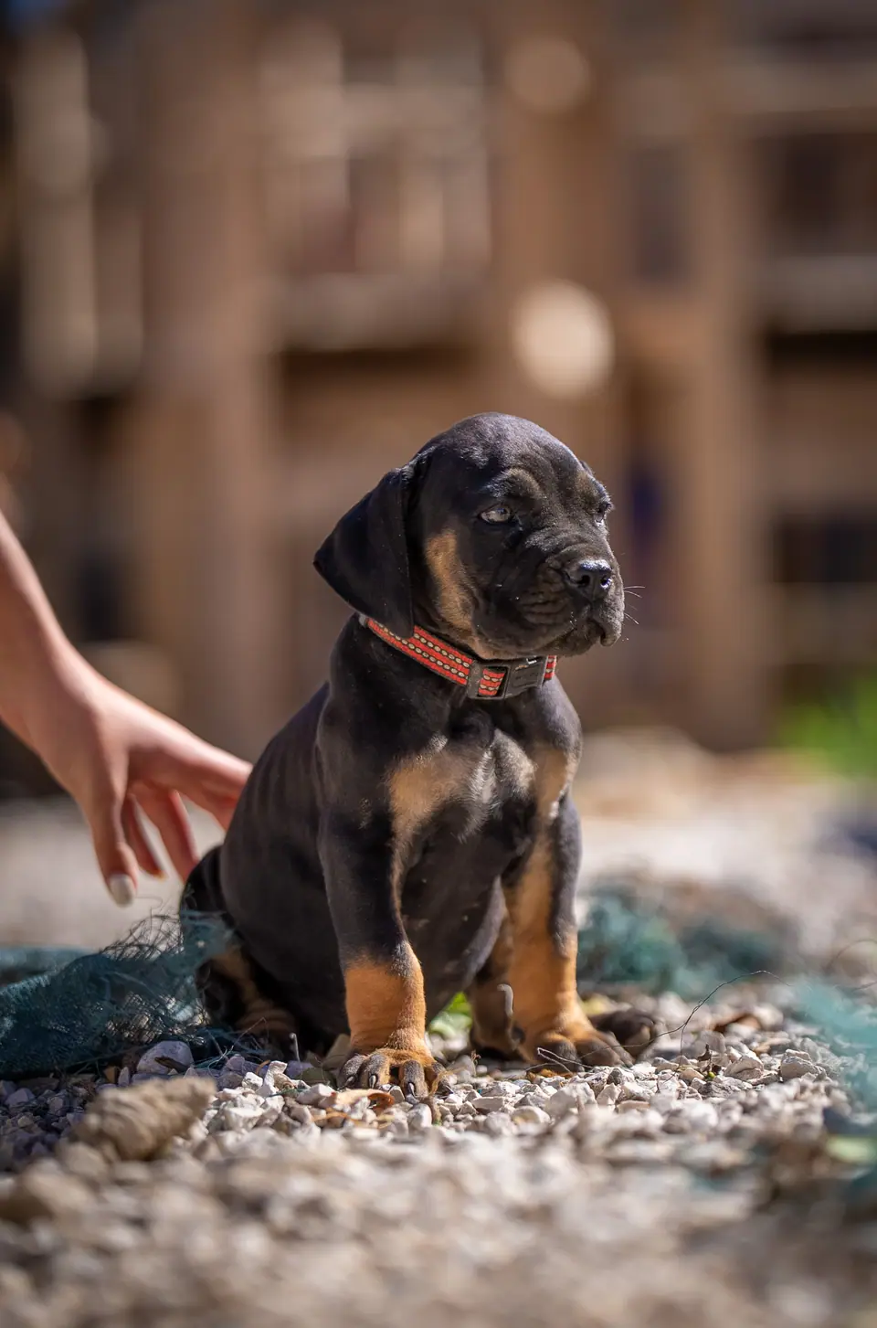 Black and tan male (black collar) Boerboel puppy, Zulu × Samba litter, photo 2