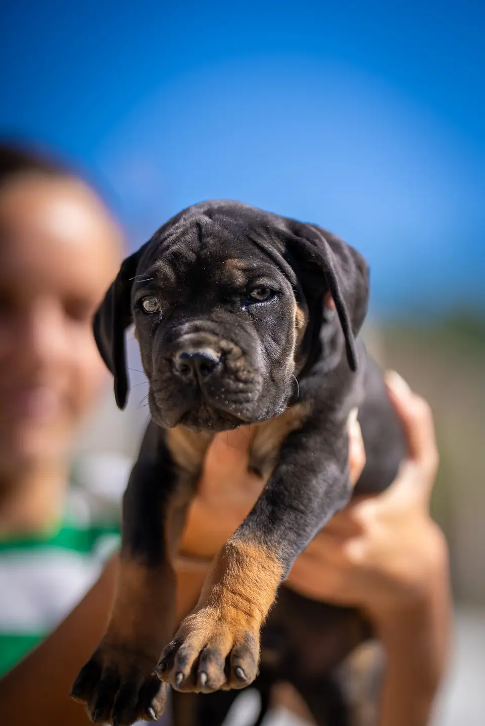 Black and tan male (black collar) Boerboel puppy, Zulu × Samba litter, photo 3