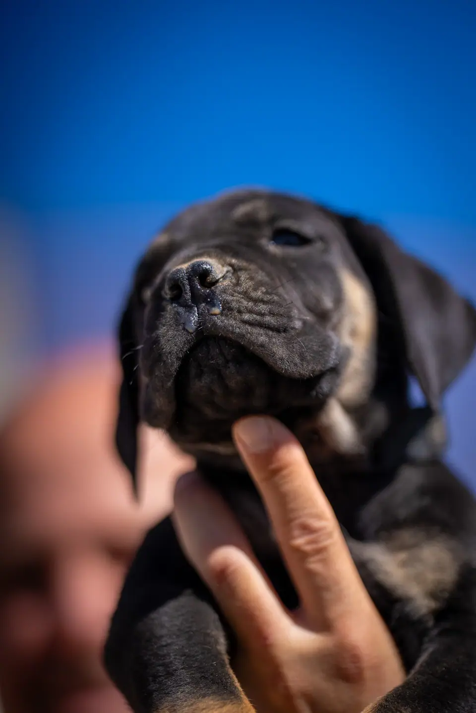 Black and tan male (black collar) Boerboel puppy, Zulu × Samba litter, photo 4