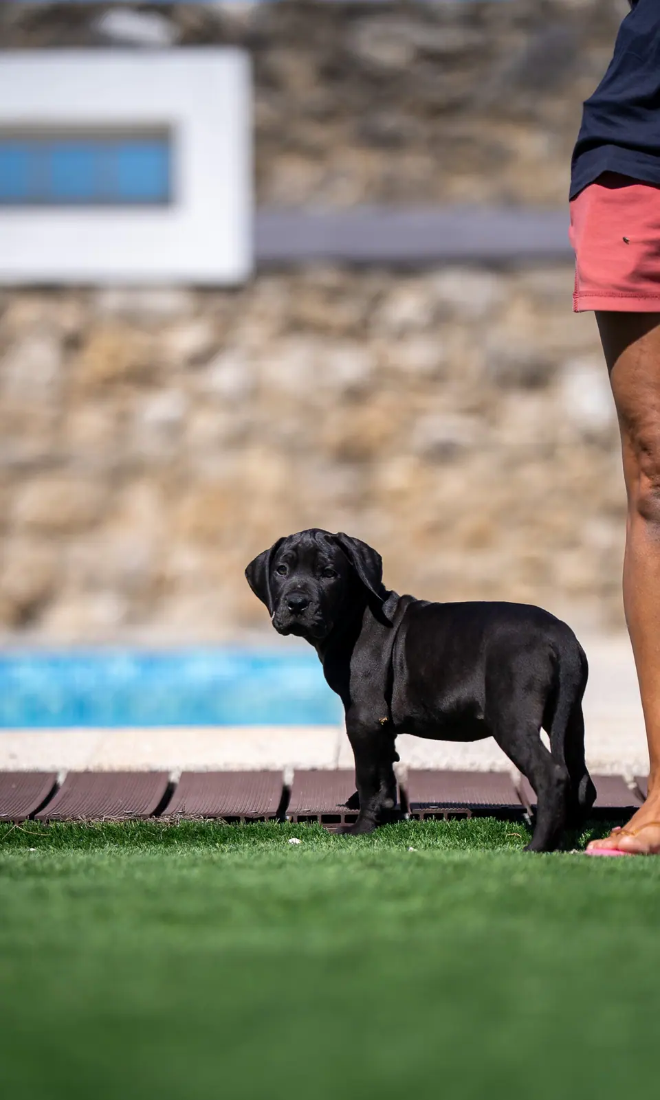 Black male Boerboel puppy, Floki × Bruxa litter, photo 2
