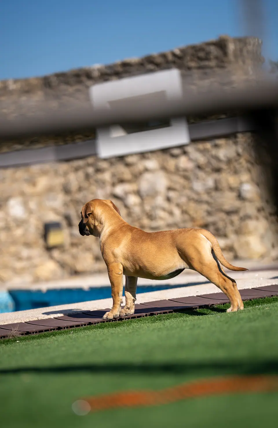 Honey female Boerboel puppy, Zulu × Jesse litter, photo 1