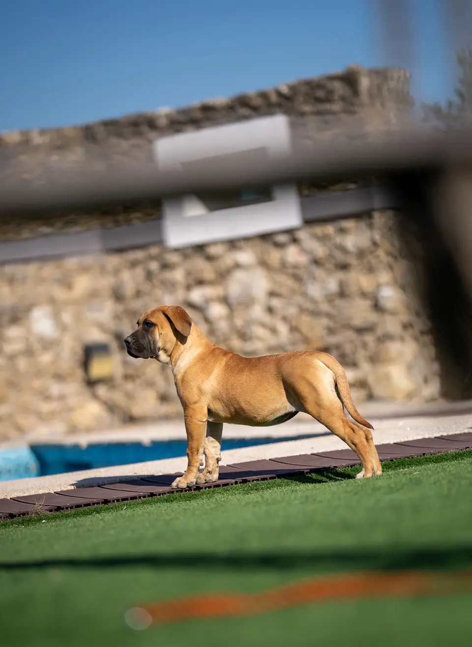 Honey female Boerboel puppy, Zulu × Jesse litter, photo 2