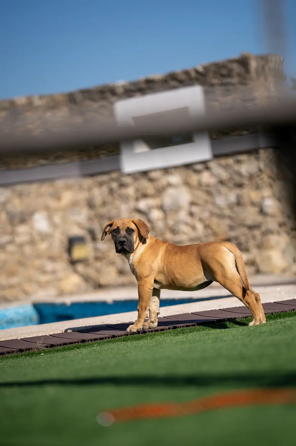Honey female Boerboel puppy, Zulu × Jesse litter, photo 3