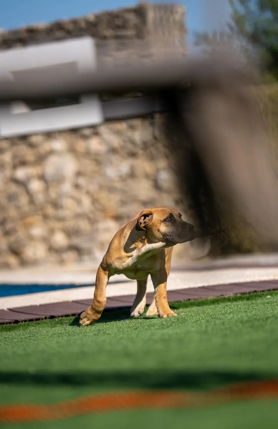 Honey female Boerboel puppy, Zulu × Jesse litter, photo 4